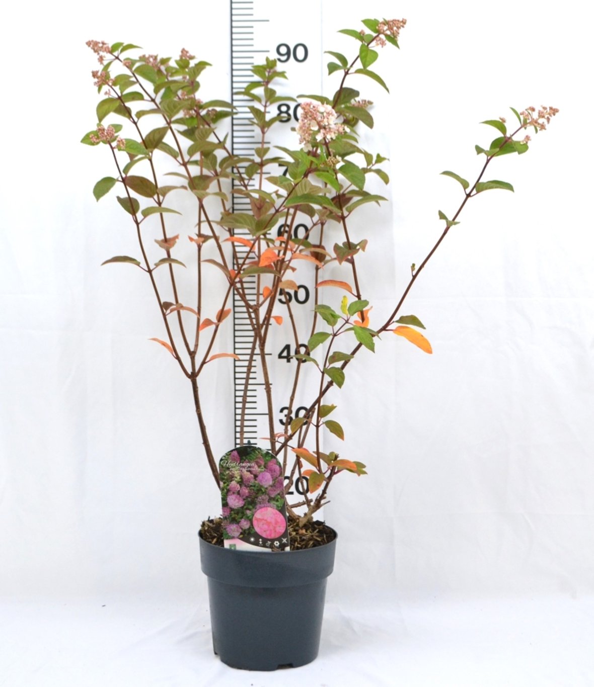 Hydrangea pan. 'Sundai Fraise' - C5 40-50 CM